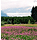 flowersandicesm
