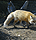 redfoxsm