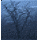 treeinmistsm